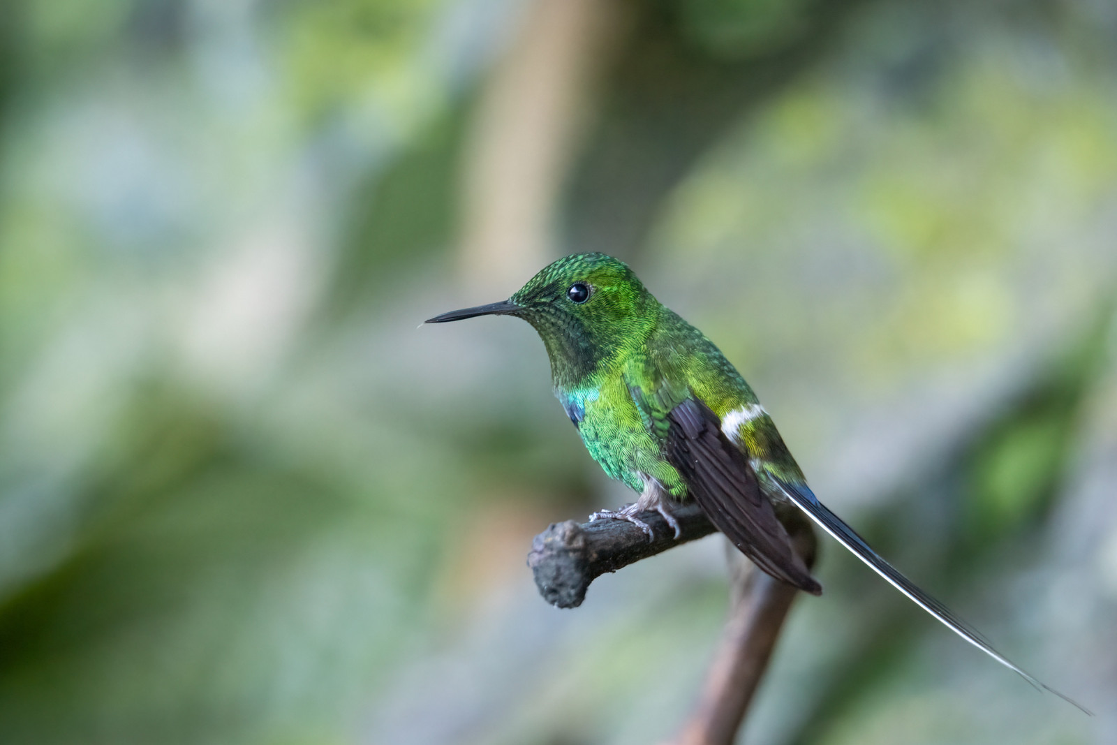image Green Thorntail